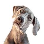 dogheadscratch.jpeg