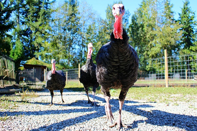 turkeys.jpg
